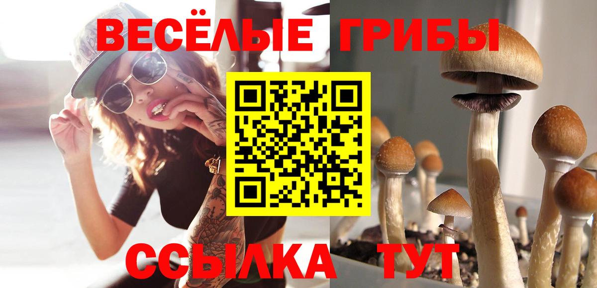 Галлюциногенные грибы Psilocybe Тында